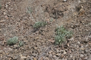 blue mountain buckwheat (EriogonumStrictum)